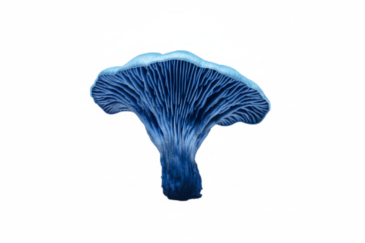 Blue and purple mushroom on a white background